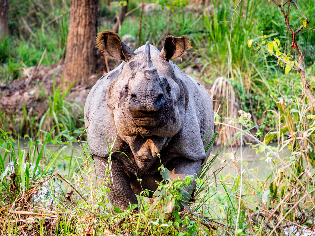 One horn rhino is nearly about extinct