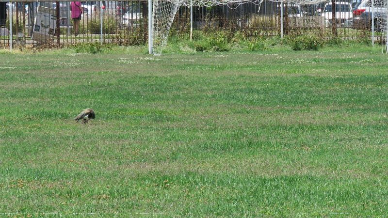 AGRESIVO HONGO ATACÓ CANCHA 1 DEL CLUB ATLÉTICO COMERCIO