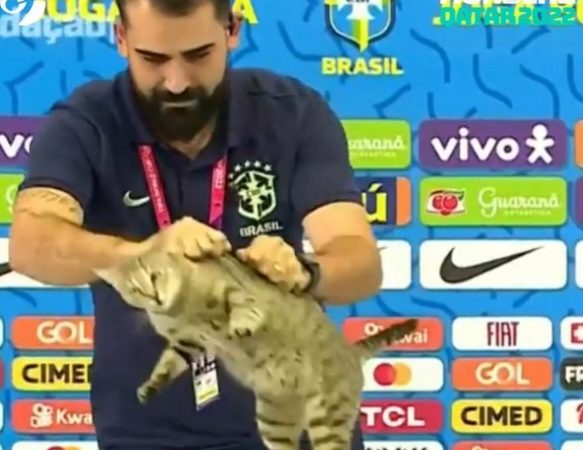 MISTERIO DEL GATO EN ELIMINACIÓN DE BRASIL