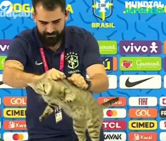 MISTERIO DEL GATO EN ELIMINACIÓN DE BRASIL