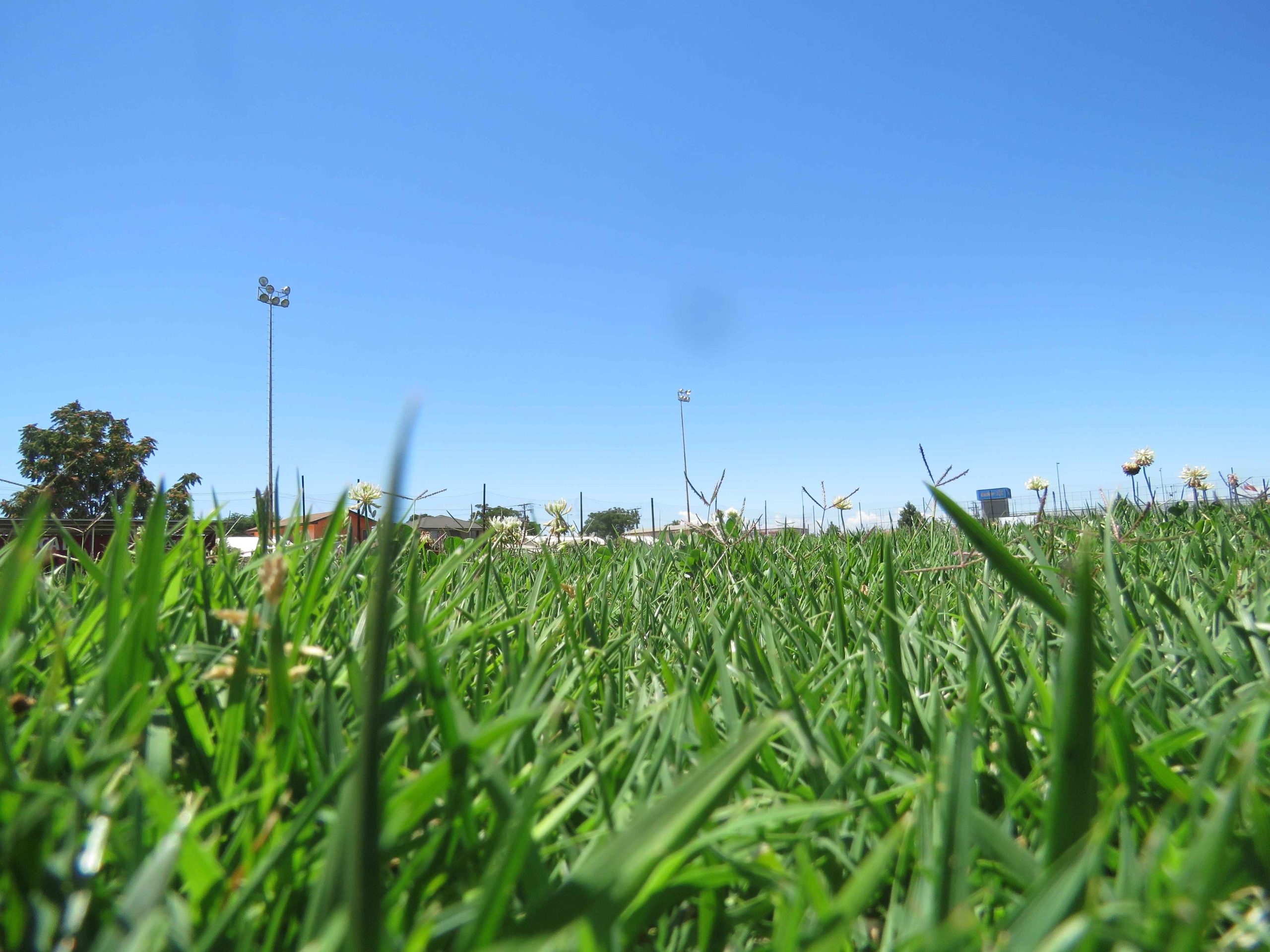 DAÑINO HONGO ATACÓ DE NUEVO